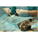 cirurgia de catarata em gatos ABCD