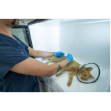 cirurgia em animais de pequeno porte marcar Itapecerica da Serra