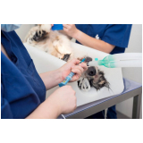 cirurgia oftalmologica veterinaria agendar Alto da Boa Vista