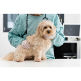 cirurgia ortopedica em cachorro agendar Carapicuíba