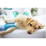 cirurgia para cachorros agendar Vila Leopoldina