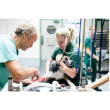 cirurgia para cachorros Raposo Tavares