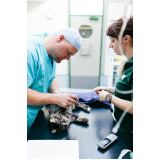 cirurgia para cães e gatos marcar Chácara Santo Antônio