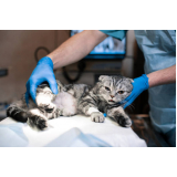cirurgia para gato agendar Tabatinga