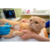 cirurgia para gato Vila Formosa