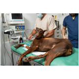 cirurgia reconstrutiva veterinária marcar Taboão da Serra