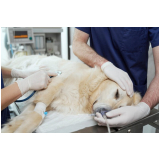 cirurgia reconstrutiva veterinária Vila Romana