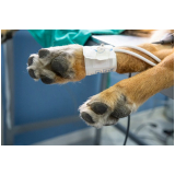 Cirurgia Ortopedica em Cachorro