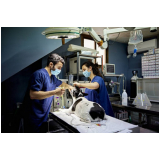 clínica com uti veterinária Perus