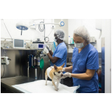 clínica de internação de cachorro Higienopolis