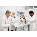 clínica de internação de emergência para animais Saúde