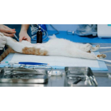 clínica de internação de gatos ABCD