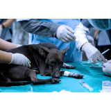 clínica de internação para animais pós operatória Caieiras