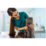 clínica de internação para gato pós operatória Saúde