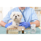 clínica especialista em homeopata para cachorro Tatuapé