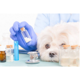 clínica especialista em homeopatia animal Lins
