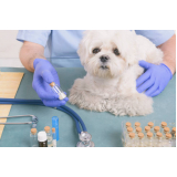 clínica especialista em homeopatia na veterinária Água Branca