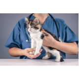 clínica especializada em encaminhamento médico para animais Brooklin