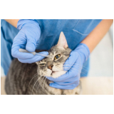clínica especializada em encaminhamento médico para gatos Caierias