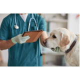 clínica especializada em encaminhamento médico veterinário Santa Bárbara doeste