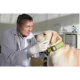 clínica especializada em encaminhamento veterinário especialidades Conchas