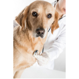 clínica especializada em encaminhamento veterinário Cotia