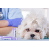 clínica especializada em homeopata para cachorro Conchas