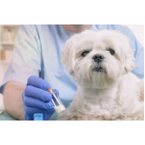 clínica especializada em homeopatia veterinária insuficiência renal Limeira