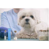 clínica especializada em homeopatia veterinária para alergia Alto da Lapa