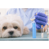 clínica especializada em médico homeopata veterinário Água Branca