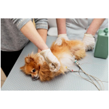 clinica que faz cirurgia em animais de pequeno porte Limeira