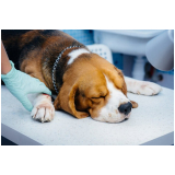 clinica que faz cirurgia oftalmologica cachorro Rio Pequeno