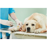 clinica que faz cirurgia oftalmologica em cães Jd Marajoara