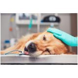 clinica que faz cirurgia oncologica veterinaria Penha