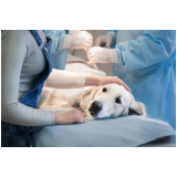 clinica que faz cirurgia ortopedica em cachorro Santo Amaro
