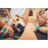clínica que faz cirurgia para cachorros Vila Madalena