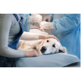 clínica que faz cirurgia para cães e gatos Granja Julieta