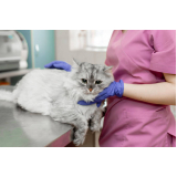 clínica que faz cirurgia para gato Água Branca
