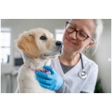 clinica que faz ecocardiograma veterinário Americana