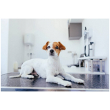 clinica que faz exame de fezes cachorro Ibirapuera