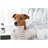 clinica que faz exame fezes cachorro Vila Clementino