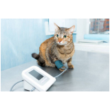 clinica que faz exames de rotina para gatos Conchas