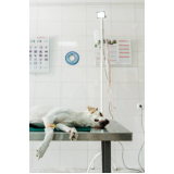 clinica que faz exames laboratoriais cachorro Embu