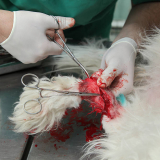 clínica que faz internação de cachorros São Domingos