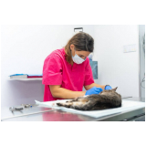 clínica que faz internação de gatos Taboão da Serra