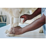 clínica que faz internação para animais de estimação Birigui
