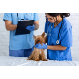 clínica que faz internação para animais domésticos Brooklin