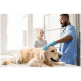 clínica que faz internação para cachorros Morumbi