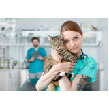 clínica que faz internação para gatos Itaim
