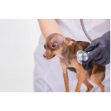 encaminhamento de paciente veterinário clínica Santos
